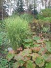 Miscanthus sinensis 'Strictus'